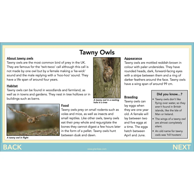 The Owl who was Afraid of the Dark: Non-chronological Reports - Image 18