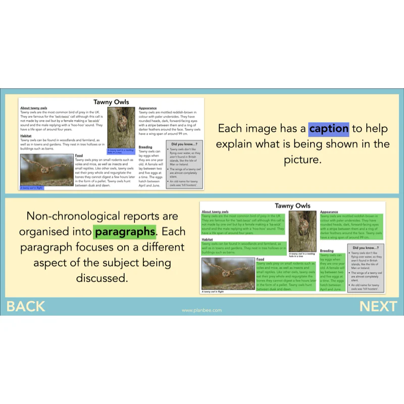 The Owl who was Afraid of the Dark: Non-chronological Reports - Image 19