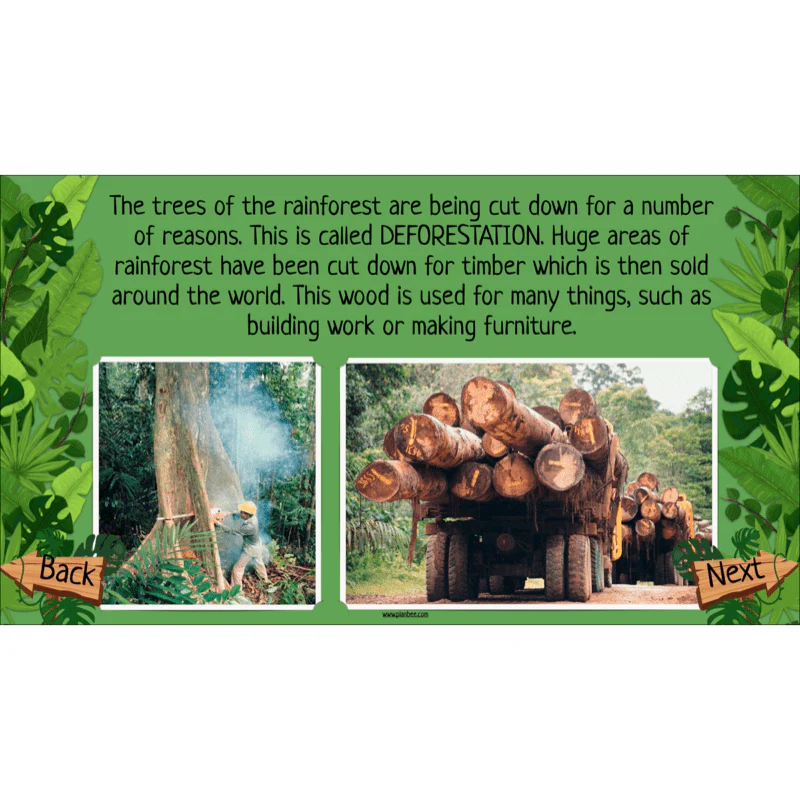 The Rainforest Biome - Image 11