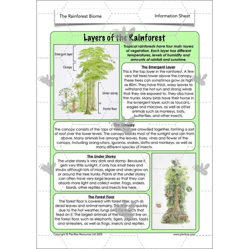 The Rainforest Biome - Image 14