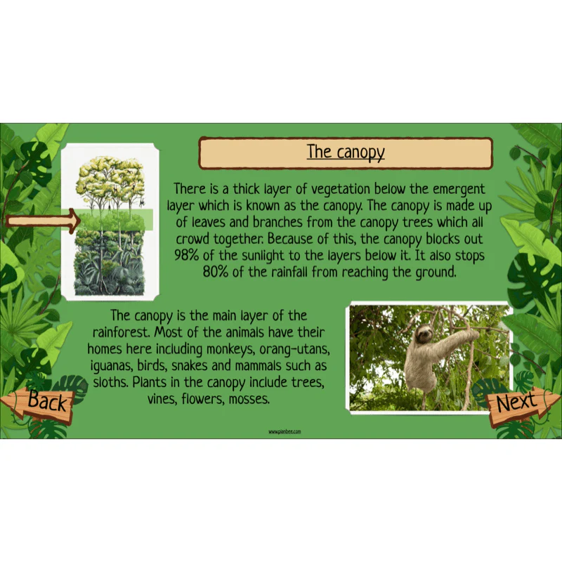 The Rainforest Biome - Image 31