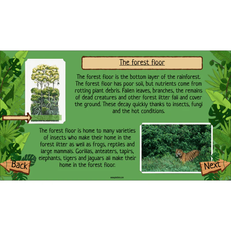 The Rainforest Biome - Image 32