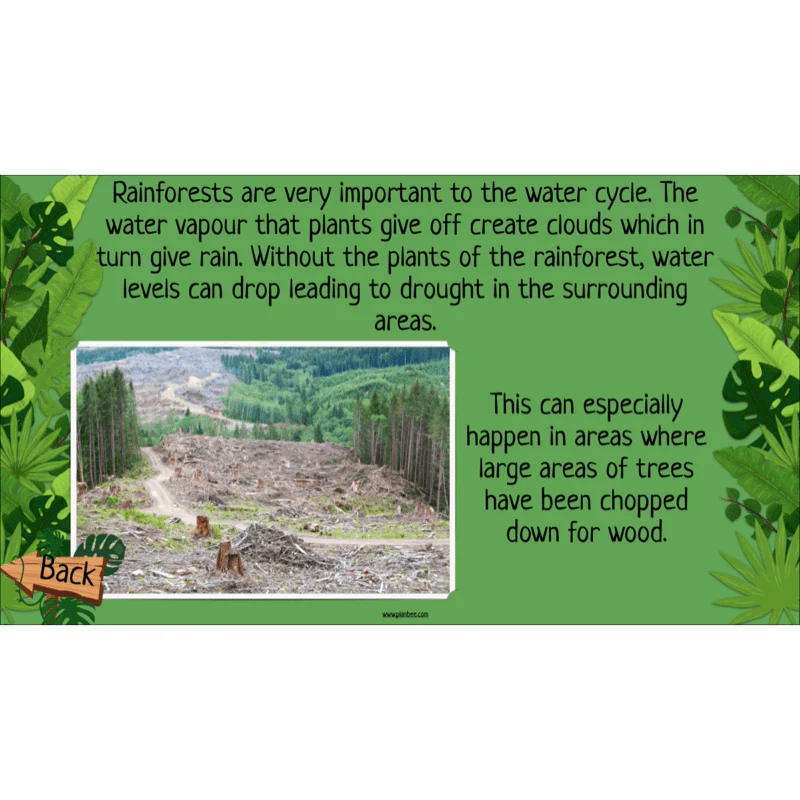 The Rainforest Biome - Image 40