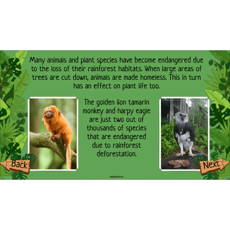The Rainforest Biome - Image 54