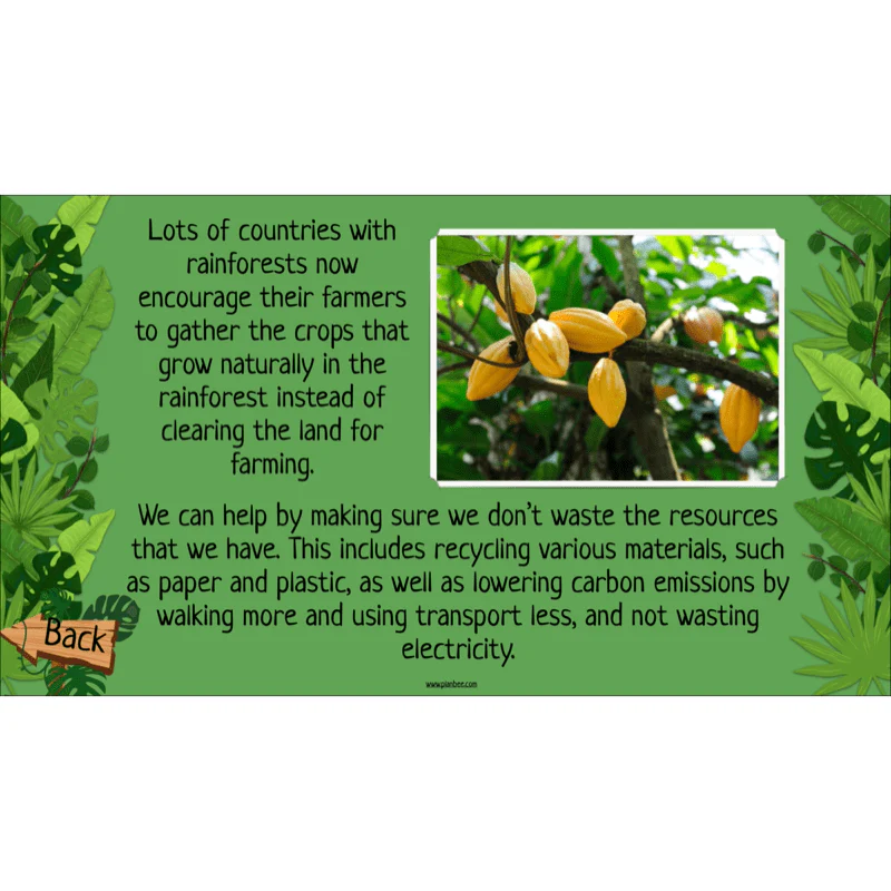 The Rainforest Biome - Image 56