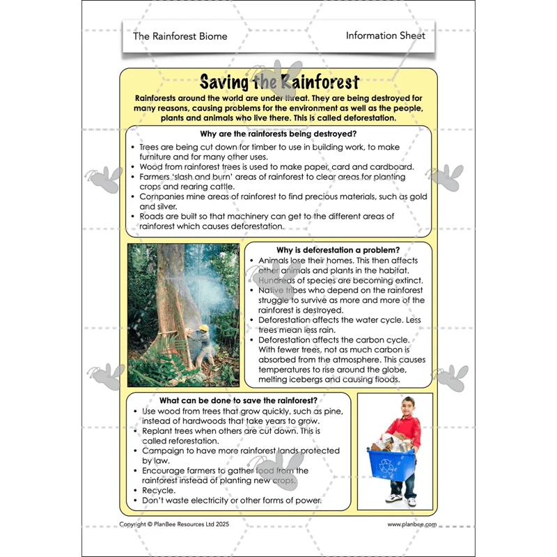The Rainforest Biome - Image 59