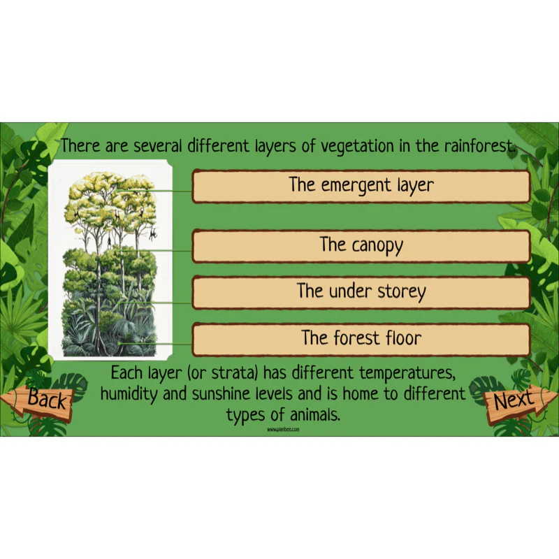 The Rainforest Biome - Image 6