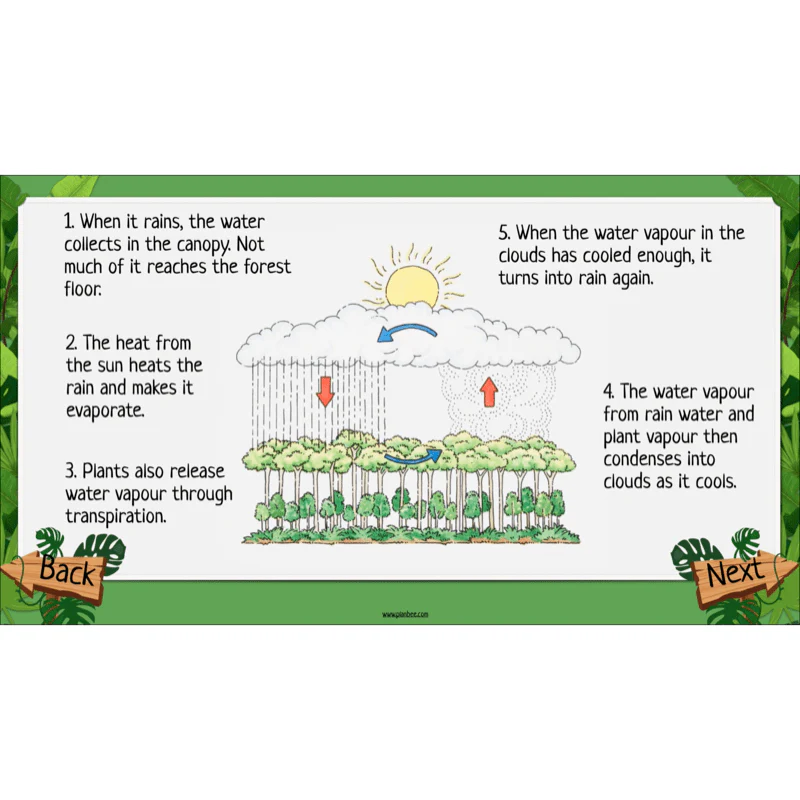 The Rainforest Biome - Image 8