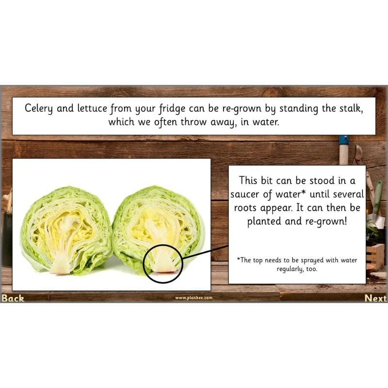 The Secret World of Plants - Image 12