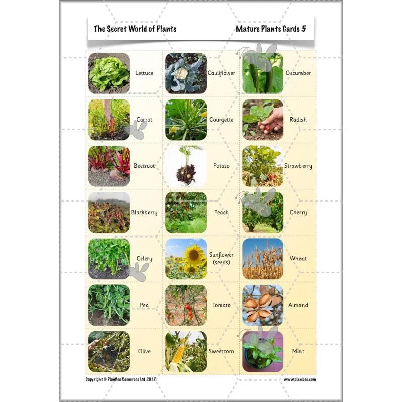 The Secret World of Plants - Image 21