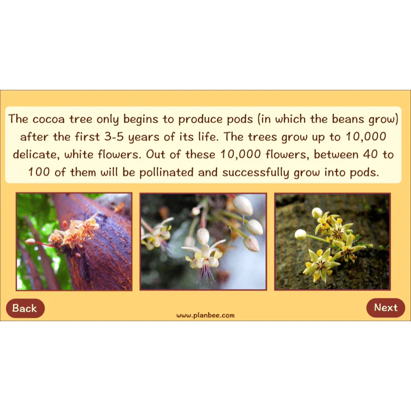 Where does Chocolate come from? - Image 23
