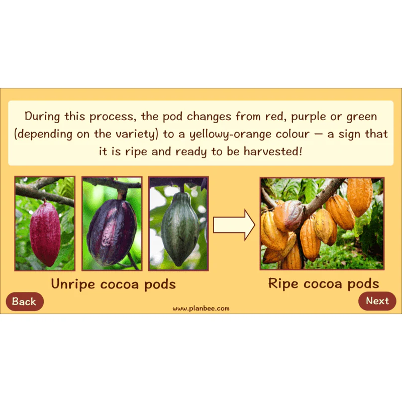 Where does Chocolate come from? - Image 24