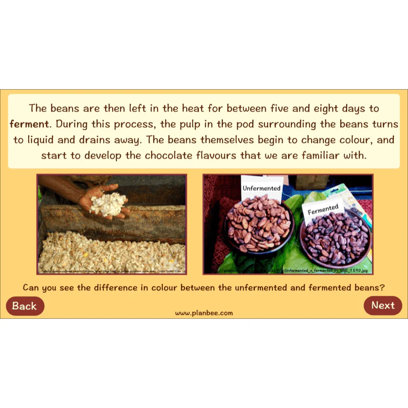 Where does Chocolate come from? - Image 30