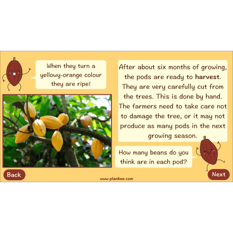 Where does Chocolate come from? - Image 5
